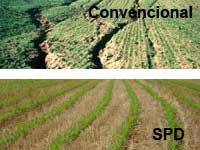 Plantio Direto x Convencional