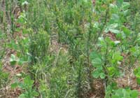 Infestação de plantas daninhas em soja