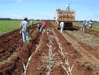 Plantio de cana