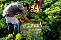 Produtor rural